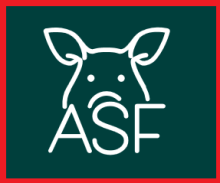 ASF - Afrykański pomór świń